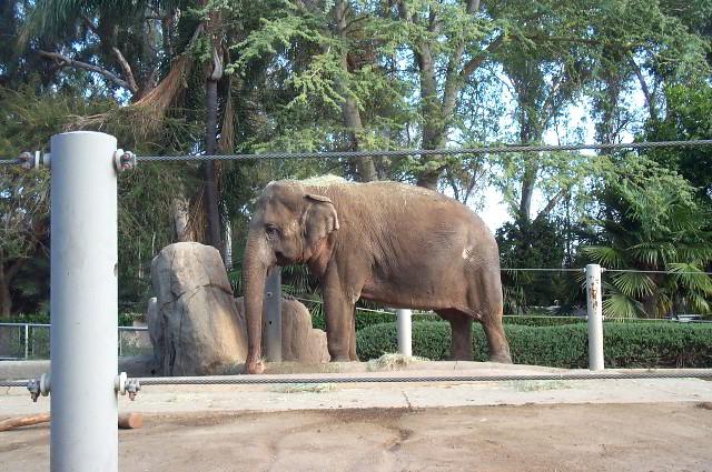 San-Diego-Zoo-Pictures-043