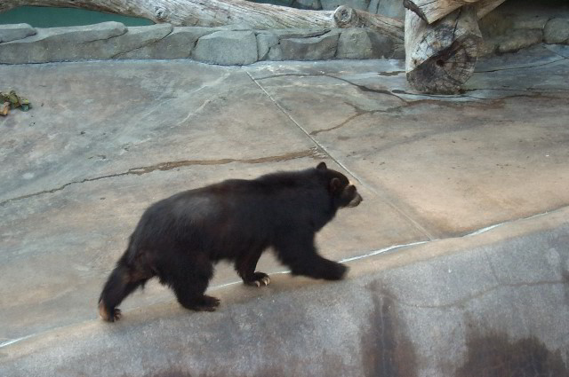 San-Diego-Zoo-Pictures-044