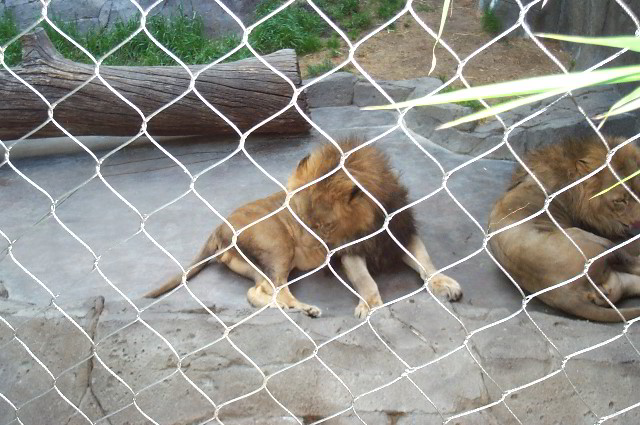 San-Diego-Zoo-Pictures-045