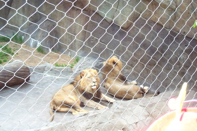 San-Diego-Zoo-Pictures-046