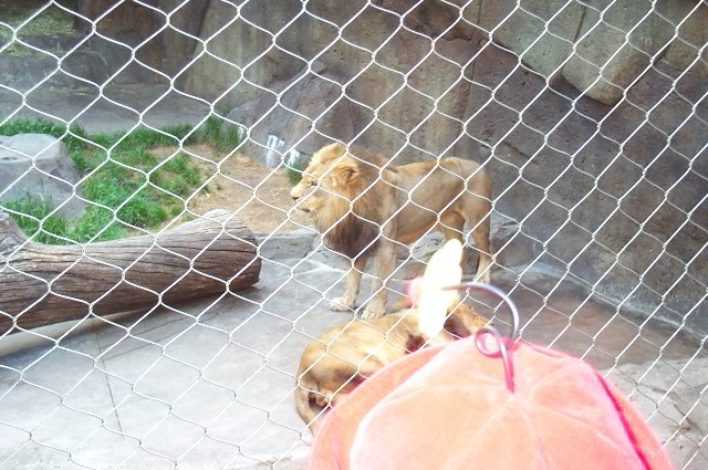 San-Diego-Zoo-Pictures-047