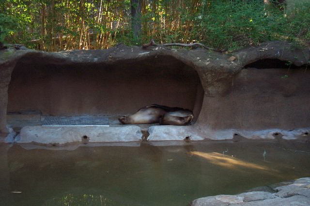 San-Diego-Zoo-Pictures-048