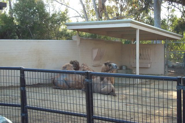 San-Diego-Zoo-Pictures-049