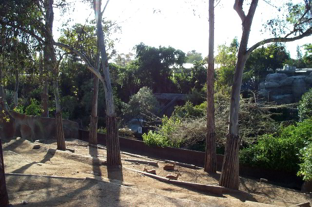 San-Diego-Zoo-Pictures-050