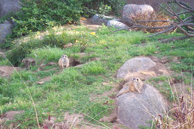 San-Diego-Zoo-Pictures-051