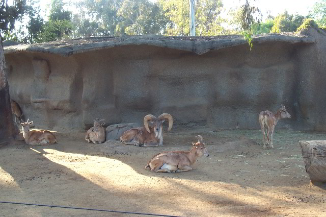 San-Diego-Zoo-Pictures-052