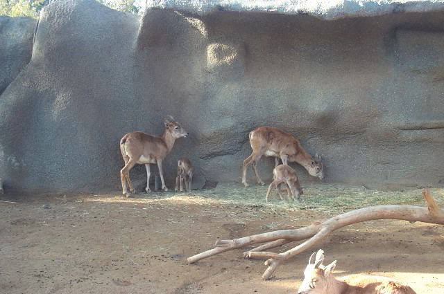 San-Diego-Zoo-Pictures-053