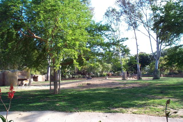 San-Diego-Zoo-Pictures-054