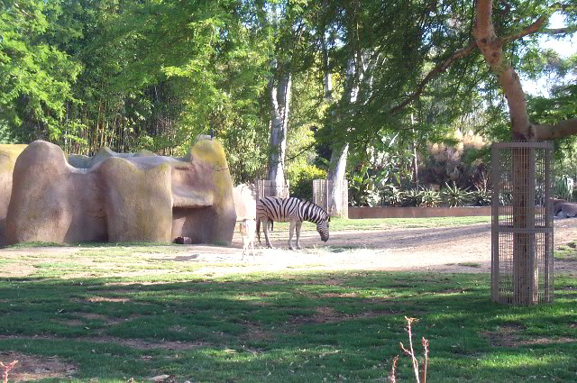San-Diego-Zoo-Pictures-055