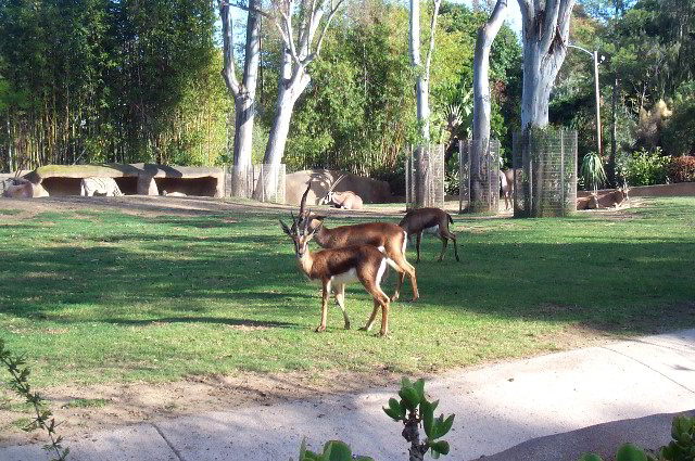 San-Diego-Zoo-Pictures-056