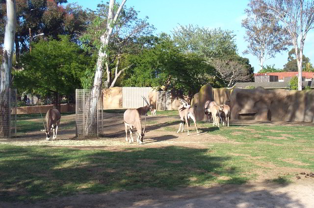 San-Diego-Zoo-Pictures-057