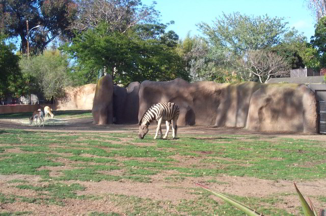 San-Diego-Zoo-Pictures-058