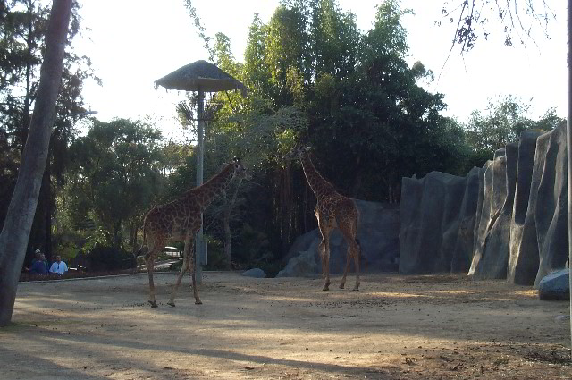 San-Diego-Zoo-Pictures-060