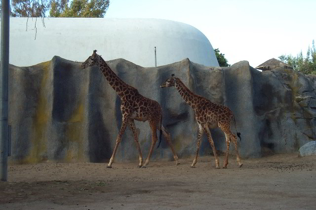 San-Diego-Zoo-Pictures-061