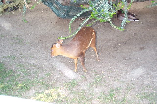San-Diego-Zoo-Pictures-065