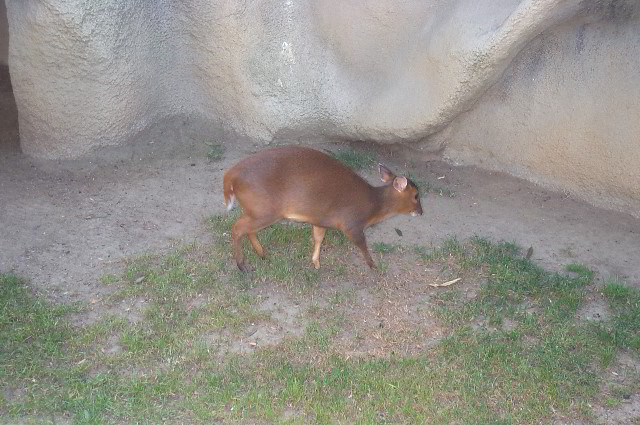 San-Diego-Zoo-Pictures-066