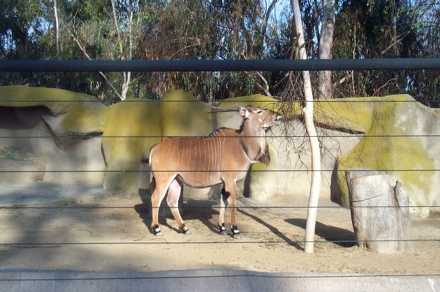 San-Diego-Zoo-Pictures-067