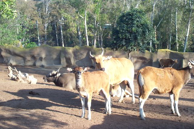 San-Diego-Zoo-Pictures-070