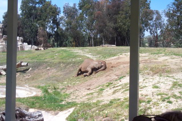 San-Diego-Zoo-Pictures-074