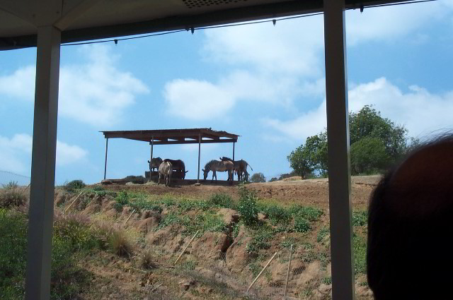 San-Diego-Zoo-Pictures-075