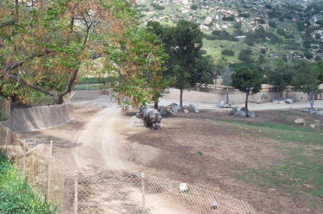 San-Diego-Zoo-Pictures-079