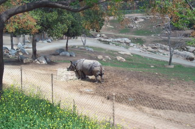 San-Diego-Zoo-Pictures-080