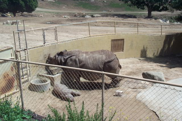San-Diego-Zoo-Pictures-081