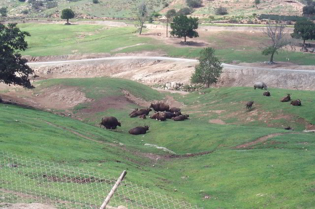 San-Diego-Zoo-Pictures-085