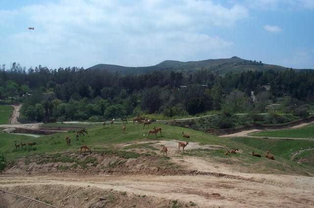 San-Diego-Zoo-Pictures-086
