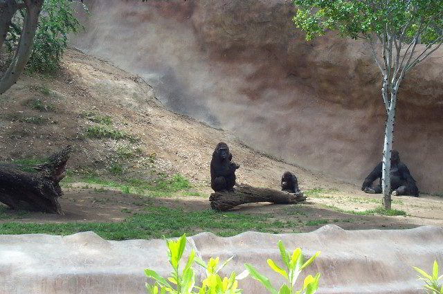 San-Diego-Zoo-Pictures-097