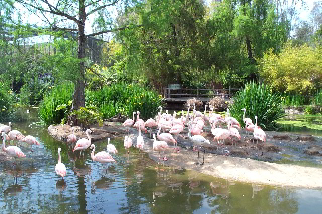 San-Diego-Zoo-Pictures-099