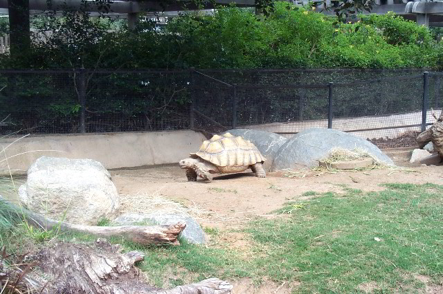 San-Diego-Zoo-Pictures-101