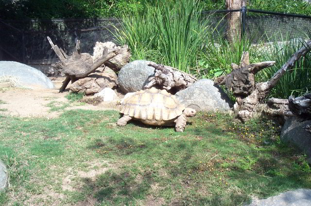 San-Diego-Zoo-Pictures-102