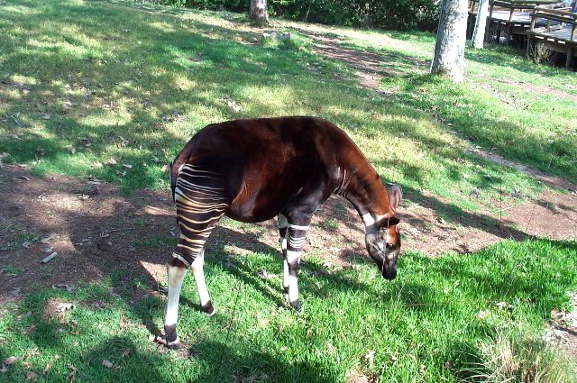 San-Diego-Zoo-Pictures-103