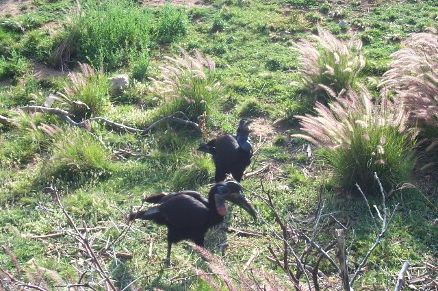 San-Diego-Zoo-Pictures-104