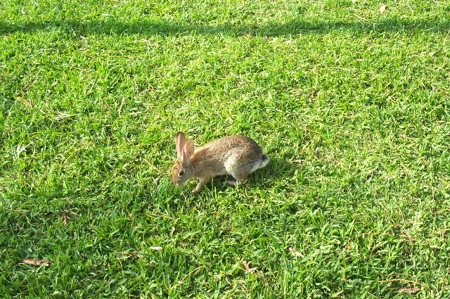 San-Diego-Zoo-Pictures-107