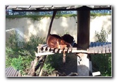 San-Diego-Zoo-Pictures-037