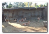 San-Diego-Zoo-Pictures-052