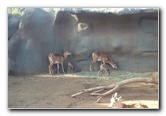San-Diego-Zoo-Pictures-053