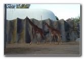 San-Diego-Zoo-Pictures-061