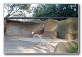 San-Diego-Zoo-Pictures-062