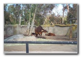 San-Diego-Zoo-Pictures-064