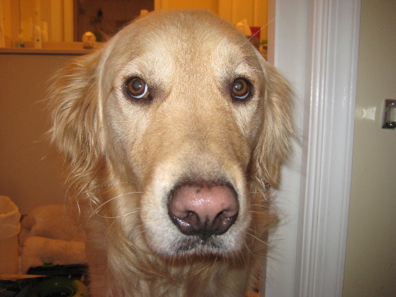 Sani-Seal-Waxless-Toilet-Flange-Gasket-Installation-Guide-012