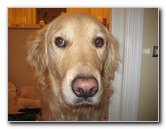 Sani-Seal-Waxless-Toilet-Flange-Gasket-Installation-Guide-012