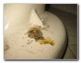 Sani-Seal-Waxless-Toilet-Flange-Gasket-Installation-Guide-022