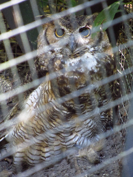 Sante-Fe-Community-College-Teaching-Zoo-Gainesville-FL-012