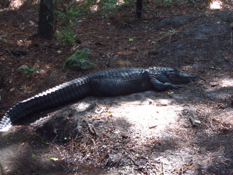 Sante-Fe-Community-College-Teaching-Zoo-Gainesville-FL-033