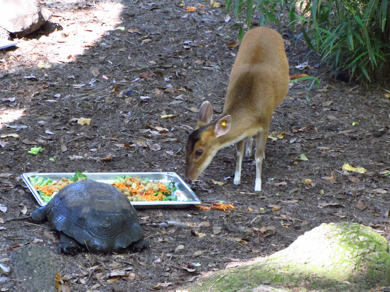 Sante-Fe-Community-College-Teaching-Zoo-Gainesville-FL-035