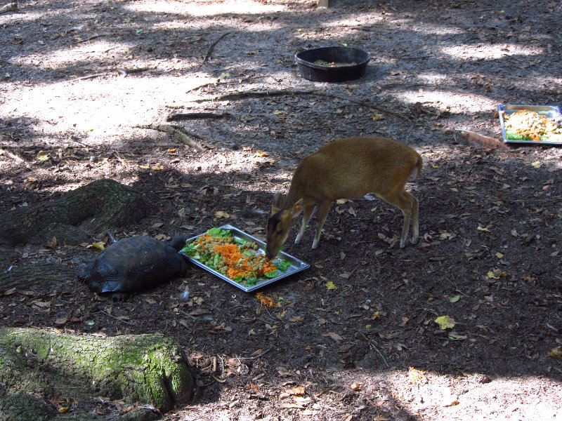 Sante-Fe-Community-College-Teaching-Zoo-Gainesville-FL-036