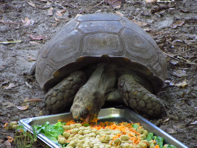 Sante-Fe-Community-College-Teaching-Zoo-Gainesville-FL-037